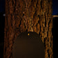 Candle Rain Camber